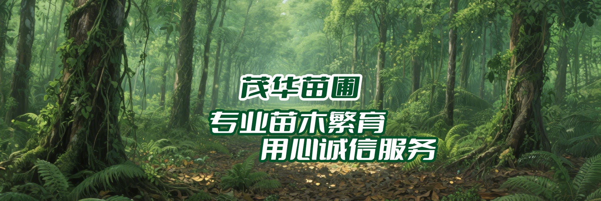 茂华苗木基地